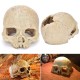 Crâne Tête de mort décoration vue dans terrarium