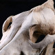 Details Crâne de loup en résine