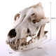 dimensions Crâne de loup en résine